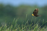 Yellow-headed Blackbird in flight over reeds, Minnesota