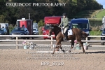 BPP_8729