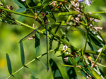 Willow Emerald Damselfly