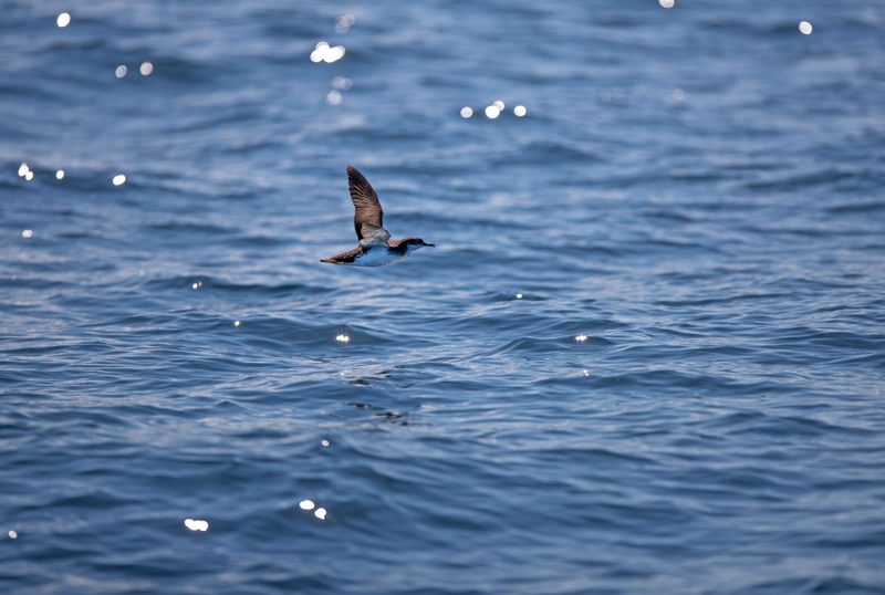 Manx Shearwater - Inner Hebrides - off the Isle of Mull