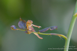 Baby chameleon dance