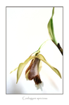 Coelogyne speciosa
