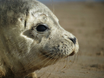 Seal Close-up