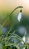 No.0015. Snowdrops