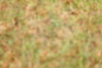 SBM_02681