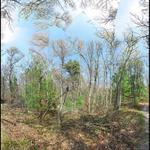 Spring Blush, Beebe Woods Falmouth