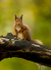 Red Squirrel