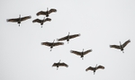 Sandhill Cranes