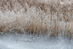 Winter reeds