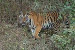 Tiger cub emerging from jungle, Bandhavgarh Reserve, India