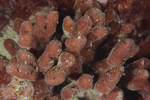Raspailia ramosa