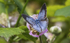 Holly Blue