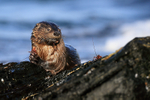 Marine Otter clasping food, Chanaral Island, Chile