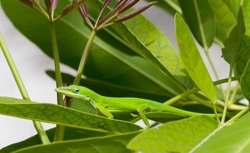 AnimalsCreatures _0069