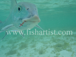Bonefish Photo - Head on Underwater.
