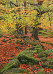 Padley Gorge