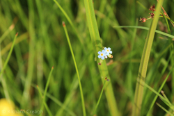 Water Forget-Me-Not