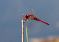 Dragonflies portfolio