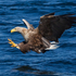 White-tailed Eagle