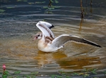 Juvenile Black-headed Gull
