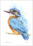 Kingfisher