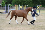 Class 4 Prettiest Mare up to 14.2hh portfolio