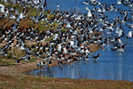 Oystercatchers
