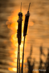 Bullrushes at sunset