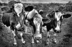 Curious Cows