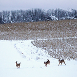Dashing through the Snow