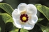 Magnolia sieboldii - Oyama Magnolia