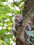 Crab-eating Macaque looks up, Ubud Monkey Forest, Bali