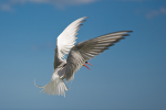Arctic Tern