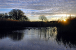 Early Light at the Curlie