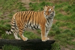 Amur Tiger - Anoushka on look-out (Colchester Zoo)