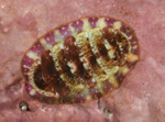 Tonicella marmorea
