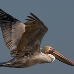 Pelican-flight-1-0543