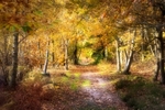 Golden Avenue - Sutton Woods - Suffolk