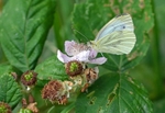 Green-veined White