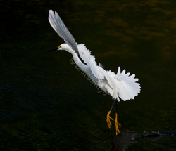 Birds 166