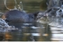 Otter ,County Louth