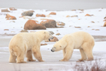 Polar Bears break off fight, Churchill, Canada