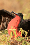 Magnificent Frigatebird (male) displaying inflated red sac, Isla Lobos