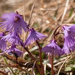 Spring pasque flower (Pulsatilla vernalis) 