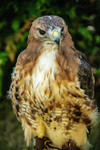 Red Tailed Hawk Maizie