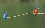 Kingfisher - Alcedo atthis