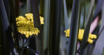 Alchemilla