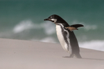 Magellanic Penguin shaking head, Falklands