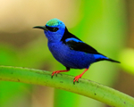 Red-legged Honeycreeper (male breeding), Costa Rica