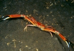 Goneplax rhomboides
